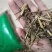 白屈菜断肠草