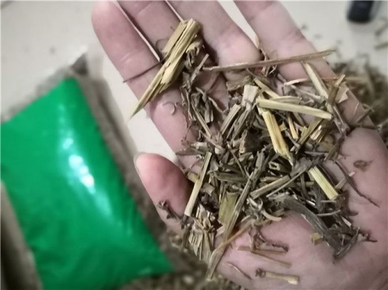 白屈菜断肠草