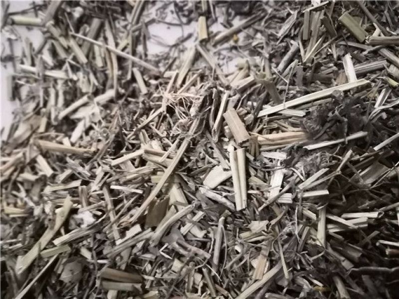白屈菜断肠草