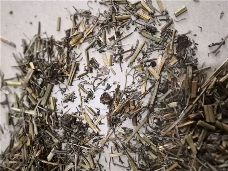 白屈菜断肠草
