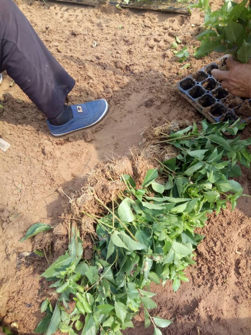 吉塞拉6号苗，吉塞拉12号苗，低温速度发货
