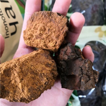 白桦茸糖尿病克星产地俄罗斯野生一公斤起包邮