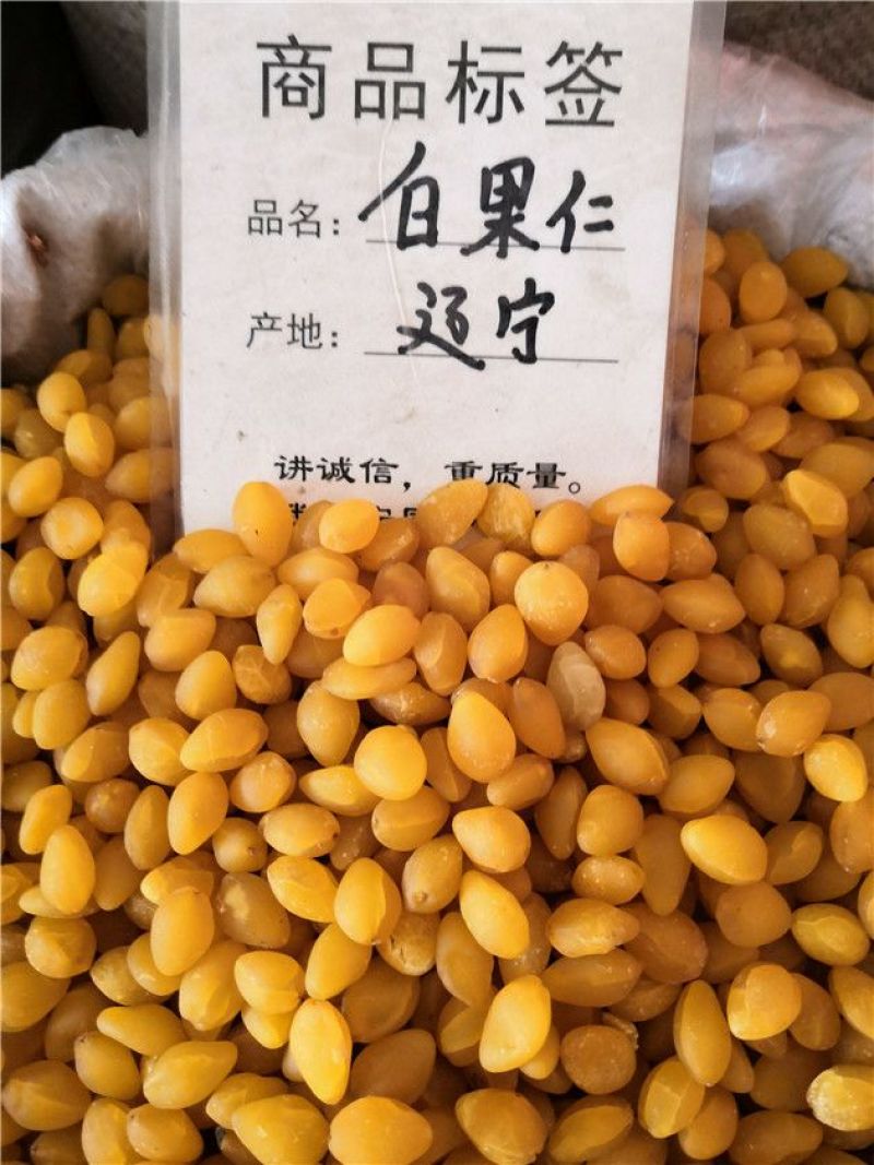 白果仁