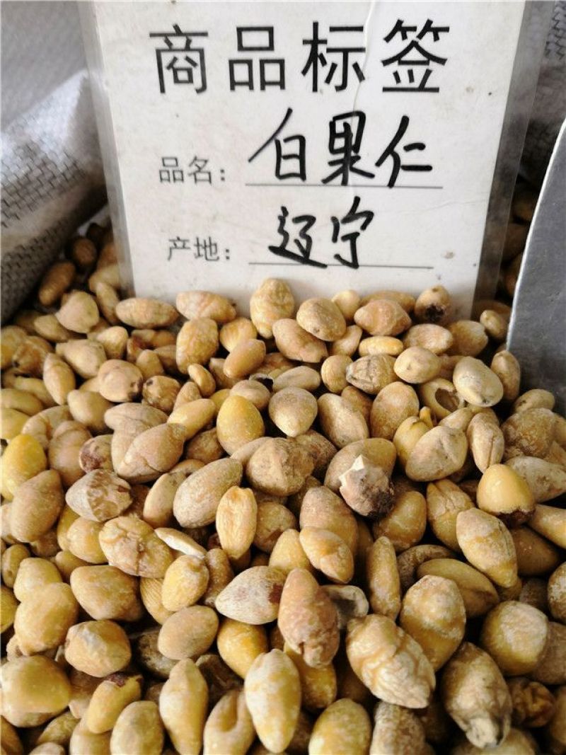 白果仁