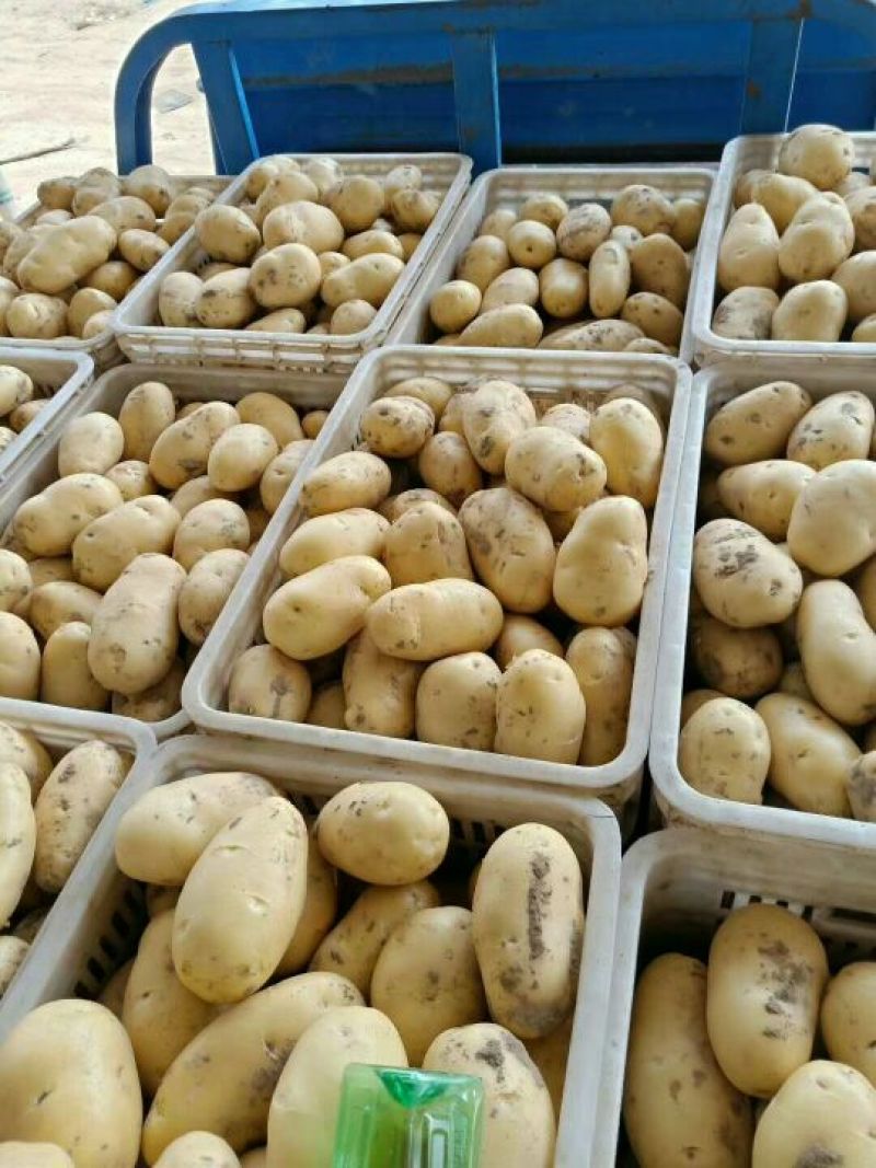 荷兰十五土豆3两以上个头大质量好价格低。