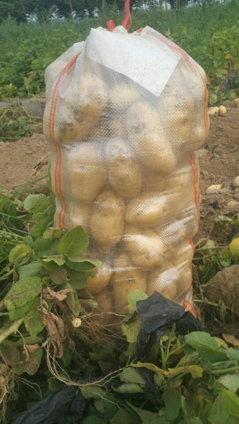 荷兰十五土豆3两以上个头大质量好价格低。