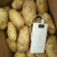 荷兰十五土豆3两以上个头大质量好价格低。