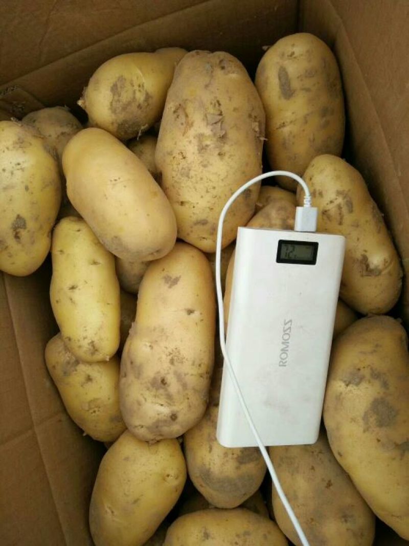 荷兰十五土豆3两以上个头大质量好价格低。
