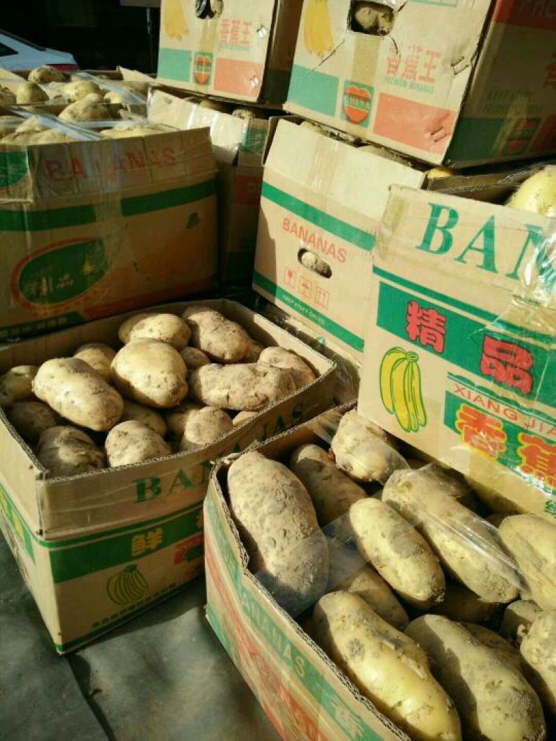 荷兰十五土豆3两以上个头大质量好价格低。