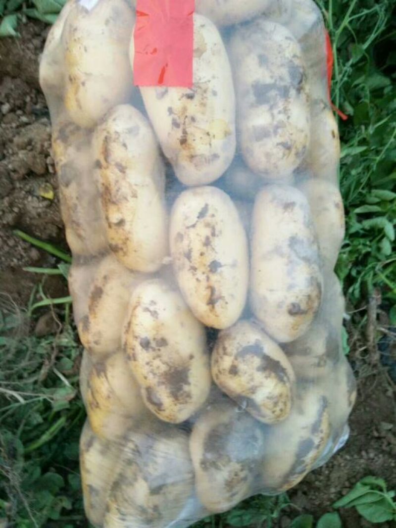 荷兰十五土豆3两以上个头大质量好价格低。