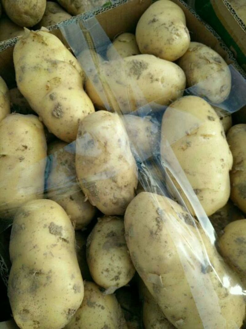 荷兰十五土豆3两以上个头大质量好价格低。