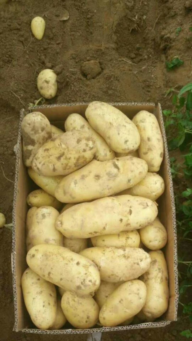 荷兰十五土豆3两以上个头大质量好价格低。