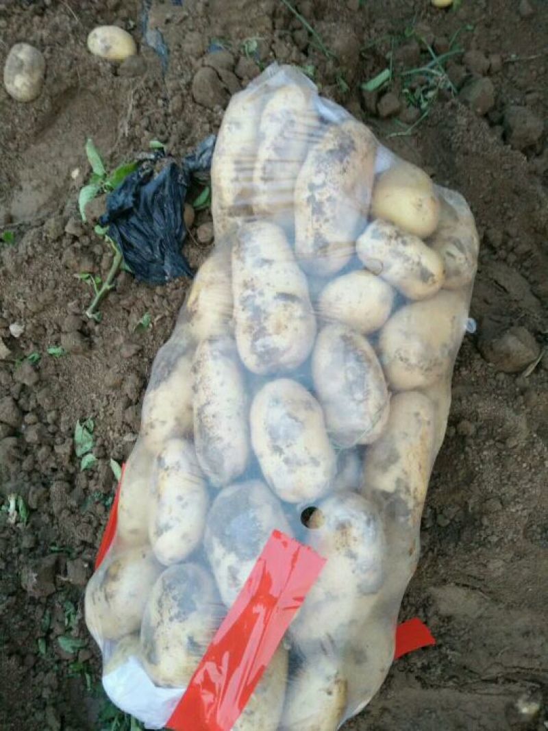 荷兰十五土豆3两以上个头大质量好价格低。