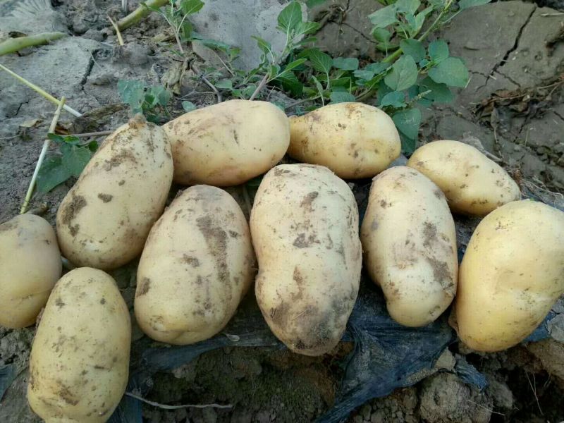 荷兰十五土豆3两以上个头大质量好价格低。