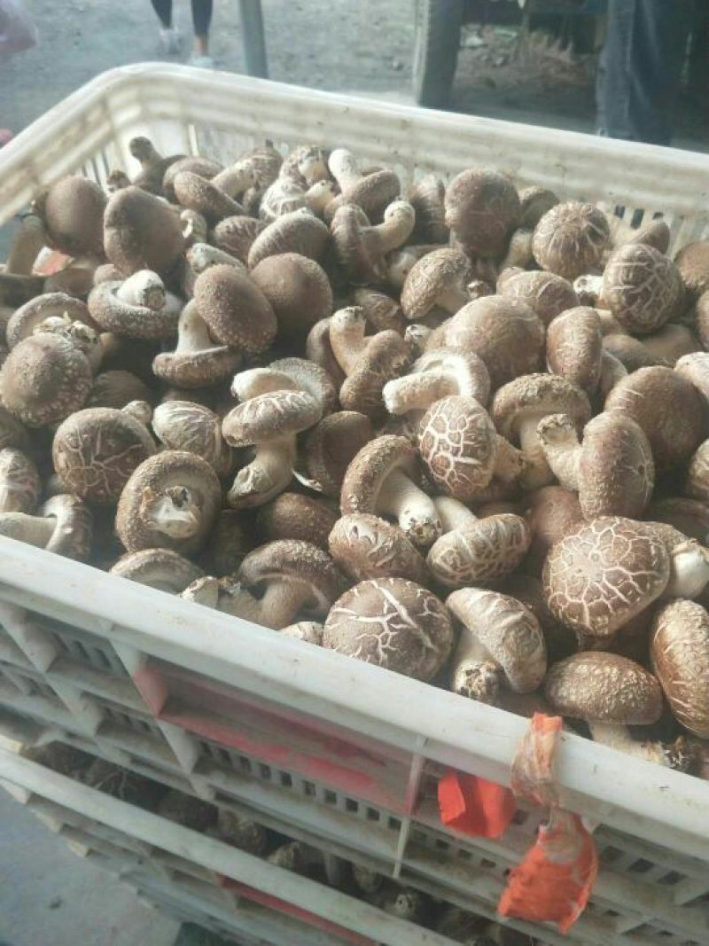 鲜香菇，4.5以上