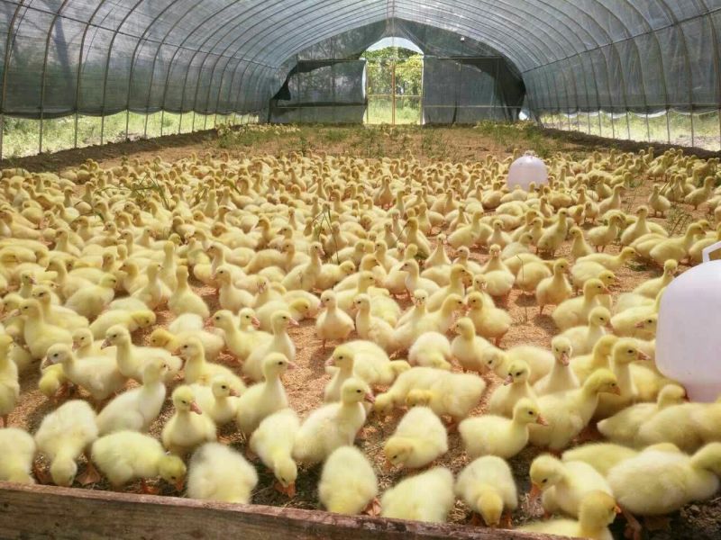 大白沙鹅苗0.5斤以下，常年供应欢迎各地客商来电洽谈