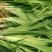 中药材种苗（种苗）射干苗