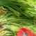 中药材种苗（种苗）射干苗