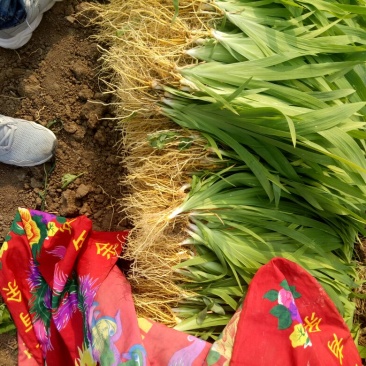 中药材种苗（种苗）射干苗