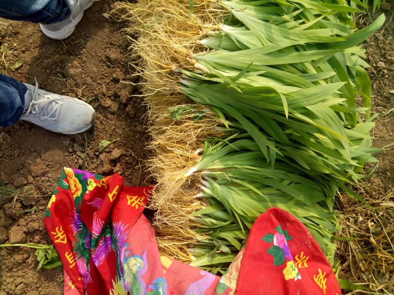 中药材种苗（种苗）射干苗