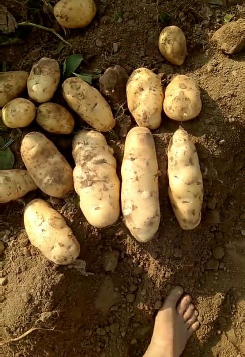 荷兰十五土豆（）