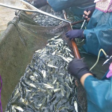 《全国送货》优质长江一号抗病毒草鱼(鲩鱼)鱼苗品质优