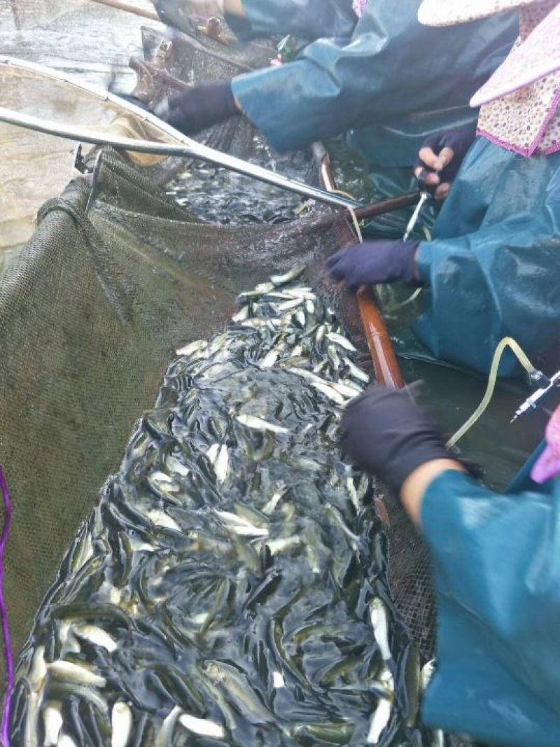 《全国送货》优质长江一号抗病毒草鱼(鲩鱼)鱼苗品质优
