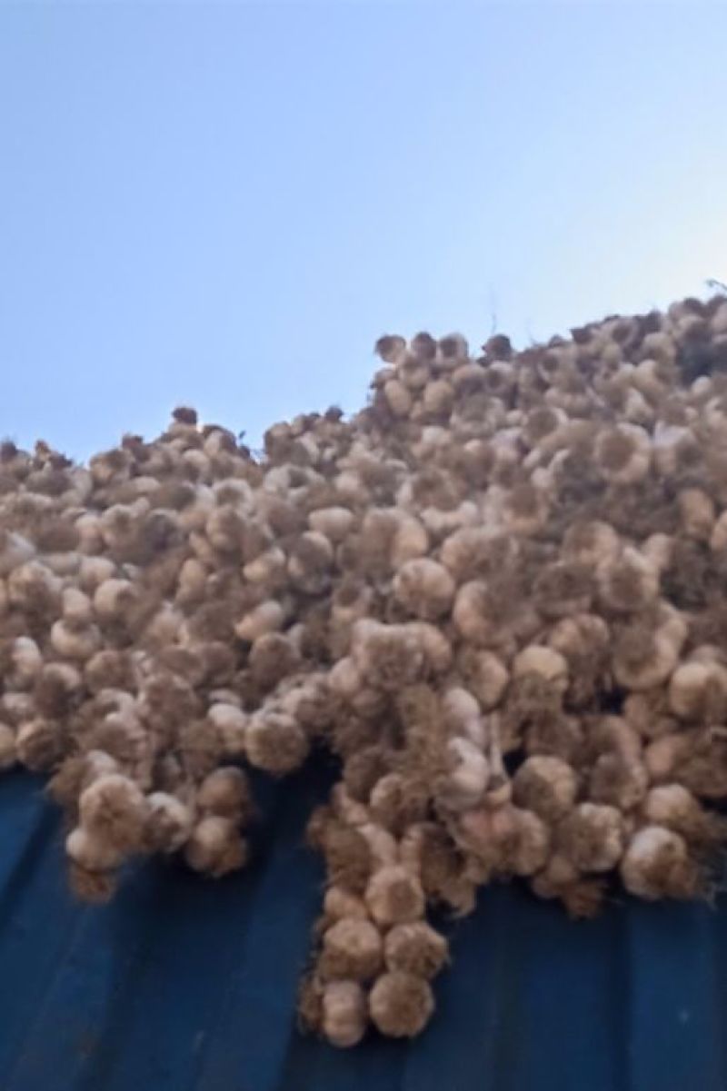 精品辨子蒜产地直发量大从优质量保证欢迎咨询