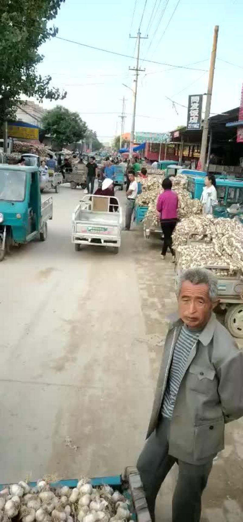 精品辨子蒜产地直发量大从优质量保证欢迎咨询