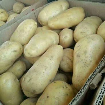 土豆