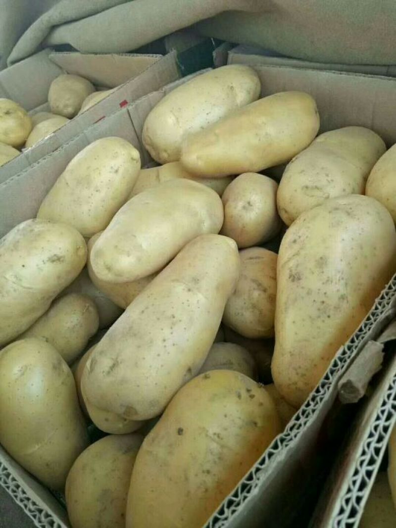 土豆