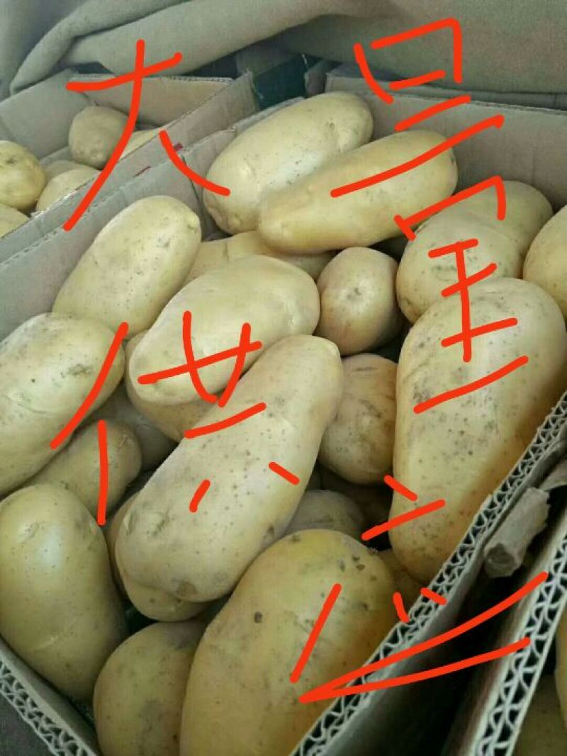 土豆