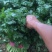 大叶香菜20~30厘米，种植面积大，质量好！
