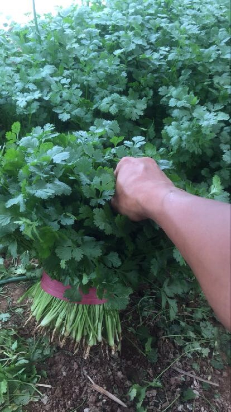 大叶香菜20~30厘米，种植面积大，质量好！