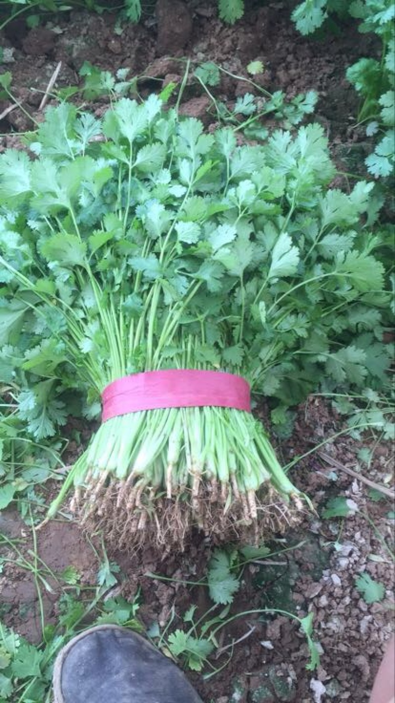 大叶香菜20~30厘米，种植面积大，质量好！