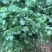 大叶香菜20~30厘米，种植面积大，质量好！