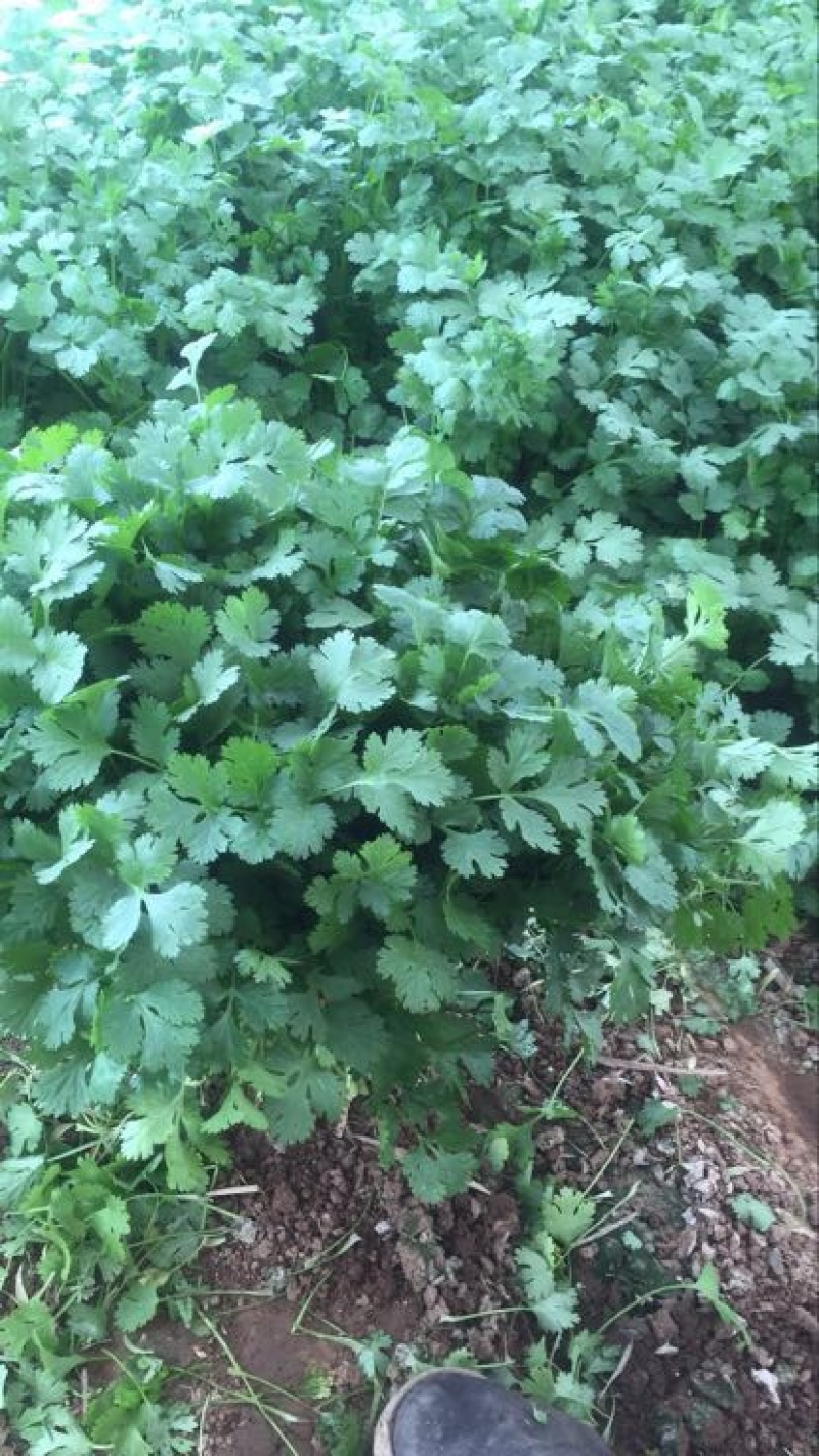 大叶香菜20~30厘米，种植面积大，质量好！