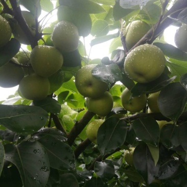 荐云南夏雪梨大量上市热卖中口感鲜美化渣