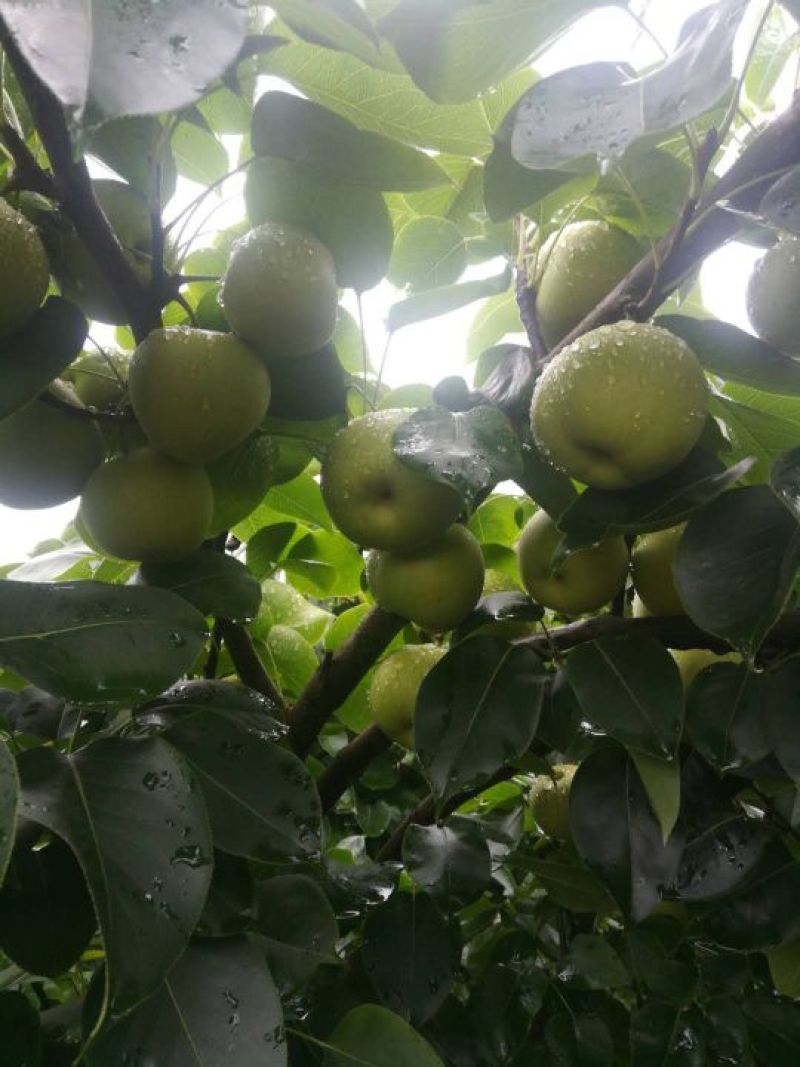 荐云南夏雪梨大量上市热卖中口感鲜美化渣