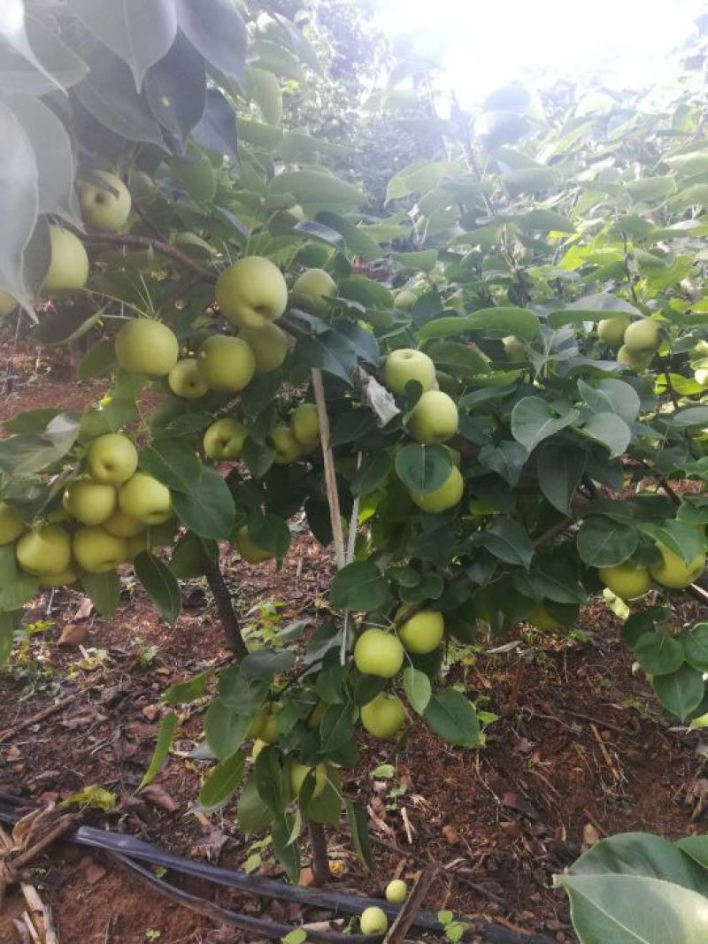 荐云南夏雪梨大量上市热卖中口感鲜美化渣