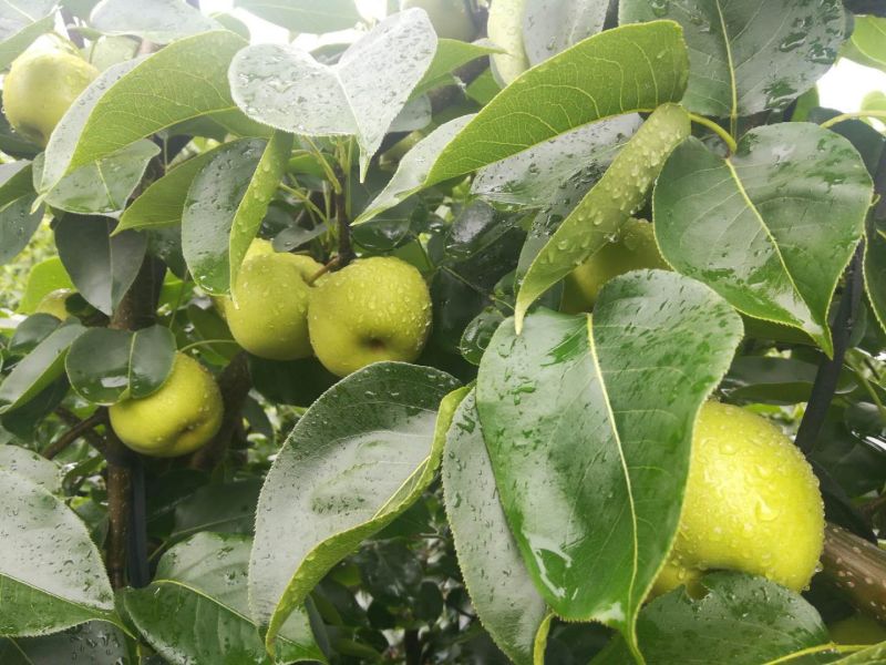 荐云南夏雪梨大量上市热卖中口感鲜美化渣