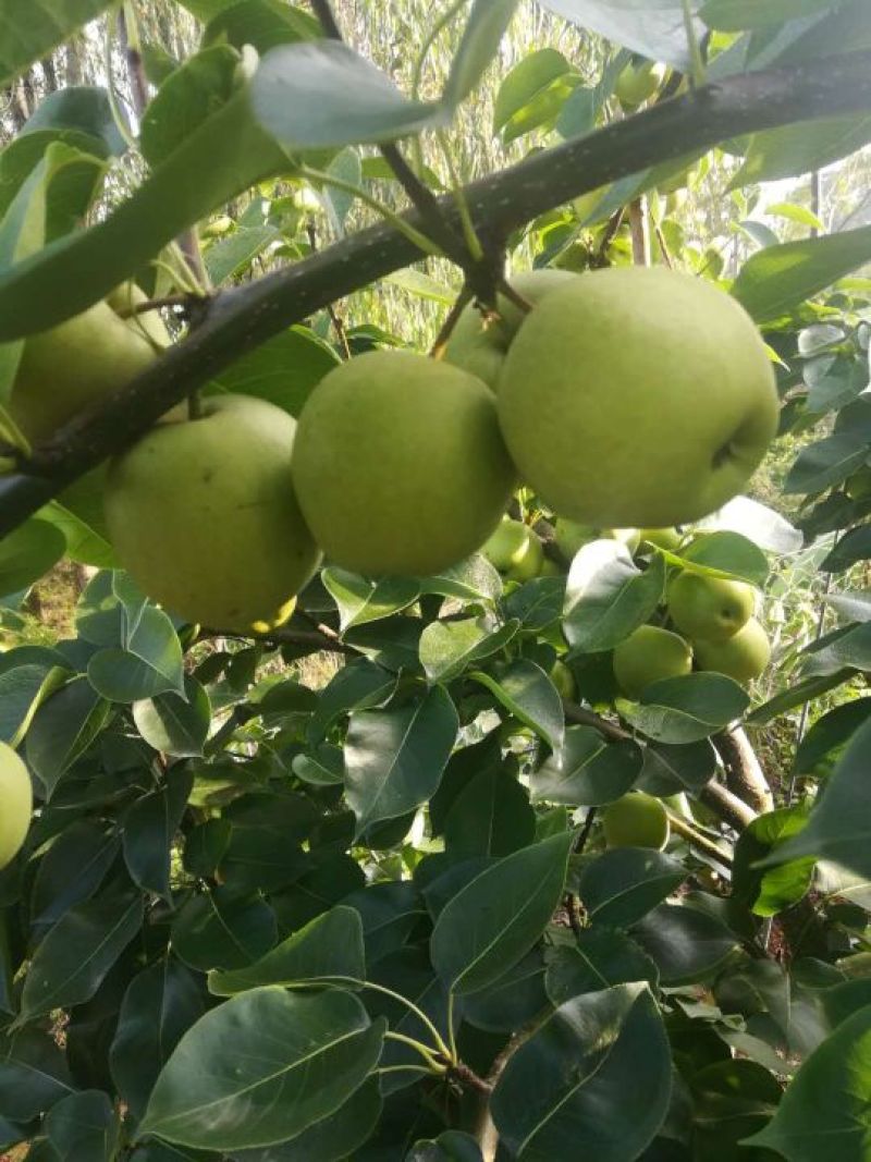 荐云南夏雪梨大量上市热卖中口感鲜美化渣