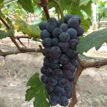 夏黑葡萄在六月上中旬，大量上市