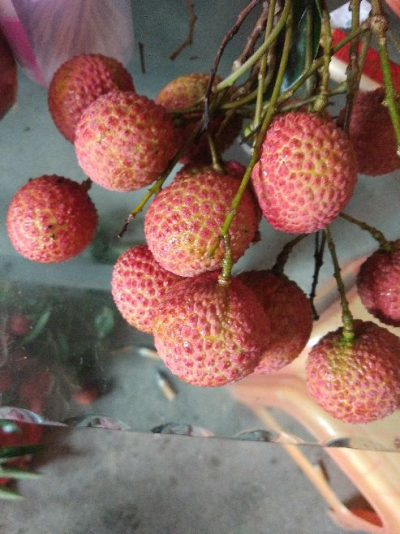 广东阳西主产玉荷苞荔枝