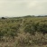 嘉宝果树苗6年