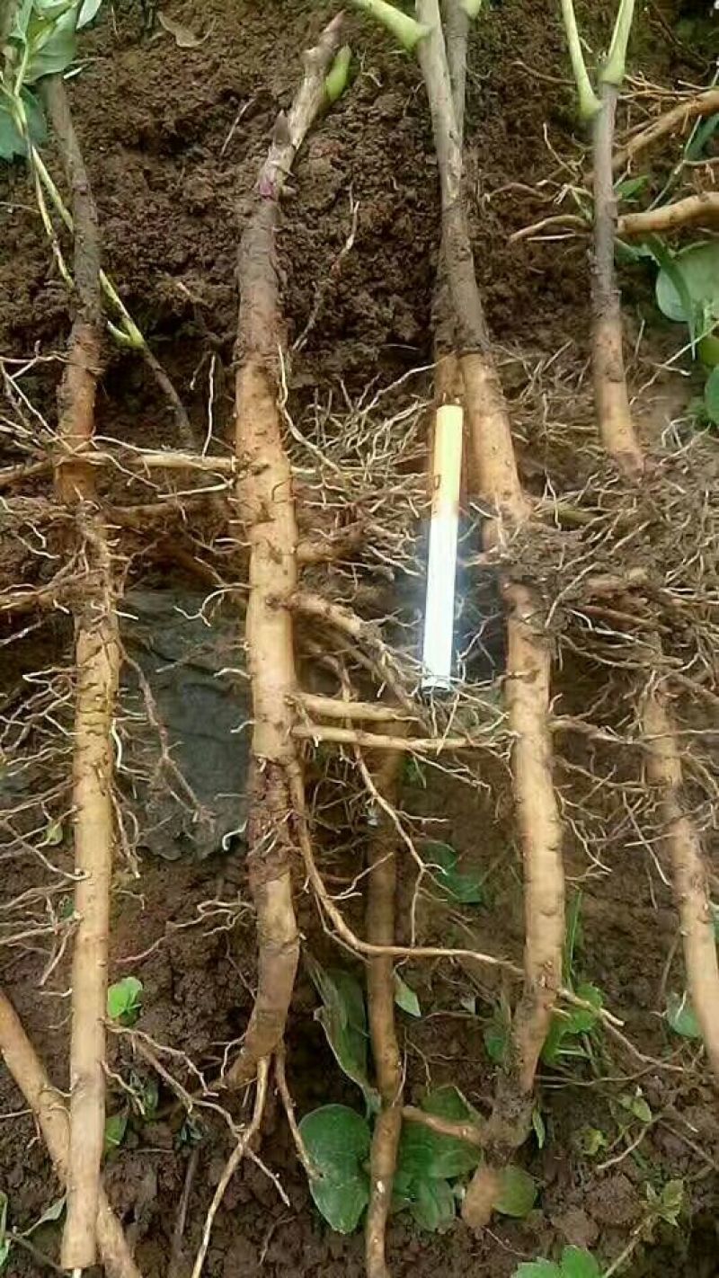 （种苗）药材种苗油牡丹两年苗