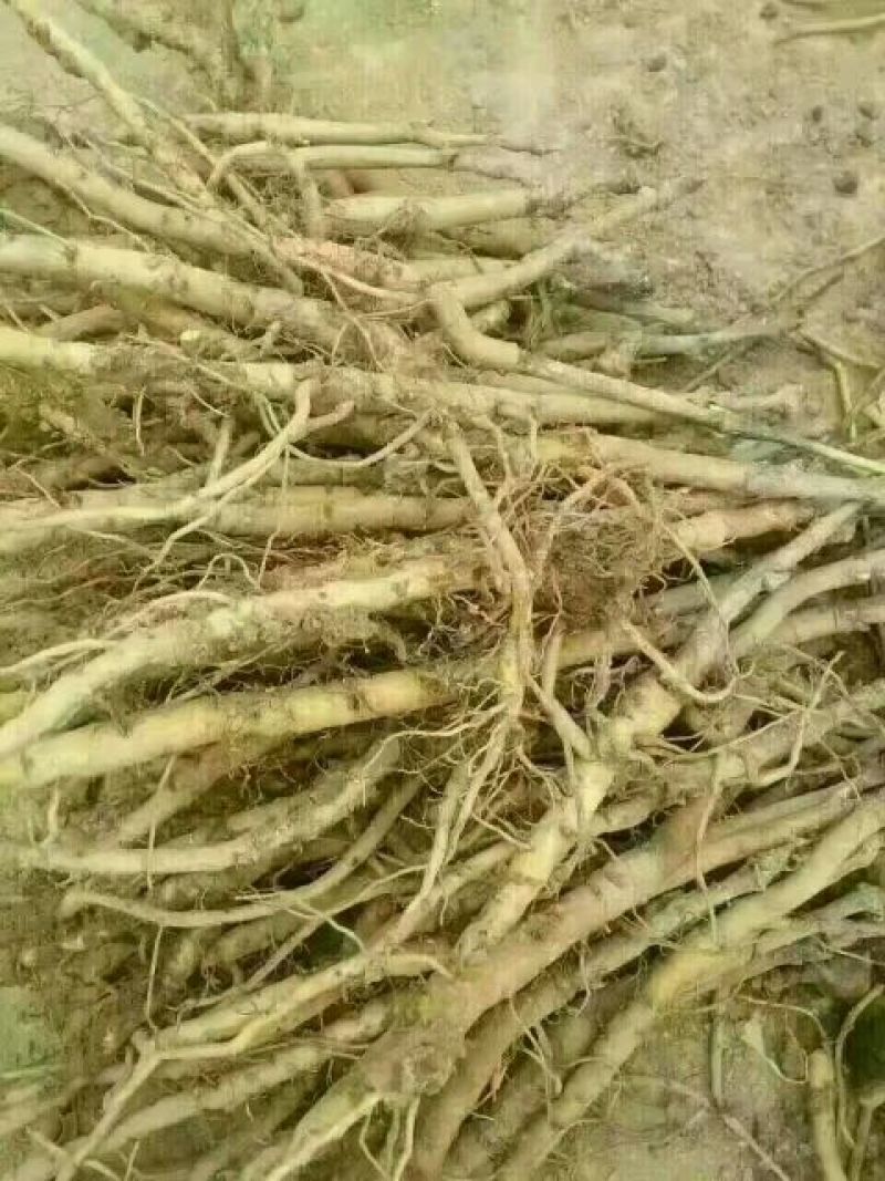 （种苗）药材种苗油牡丹两年苗