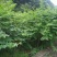 覆盆子甜茶苗掌叶覆盆子苗野草莓苗树莓苗药材果子苗