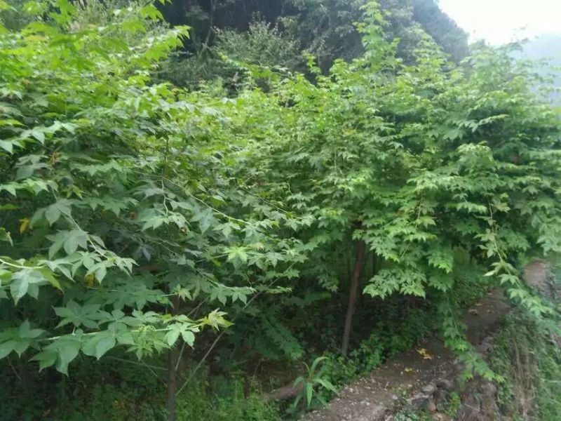 覆盆子甜茶苗掌叶覆盆子苗野草莓苗树莓苗药材果子苗