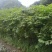 覆盆子甜茶苗掌叶覆盆子苗野草莓苗树莓苗药材果子苗